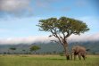 MAASAI MARA